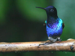 Boissonneaua jardini