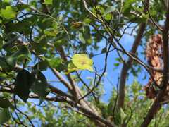 Pterocarpus rotundifolius
