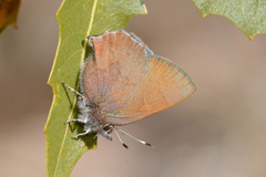 Callophrys augustinus annetteae