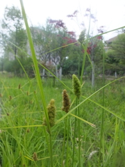 Carex neurocarpa
