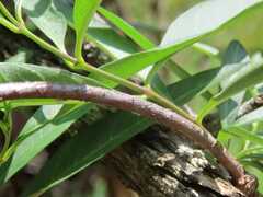 Stomatostemma monteiroae