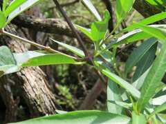 Stomatostemma monteiroae