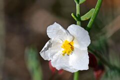 Helianthemum apenninum