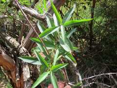 Stomatostemma monteiroae