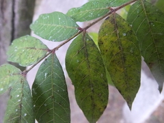 Agonoscena cyphonopistae