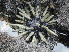 Eucidaris galapagensis