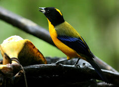 Anisognathus notabilis