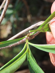 Stomatostemma monteiroae