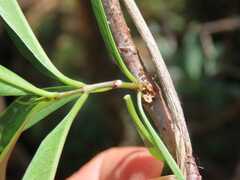 Stomatostemma monteiroae