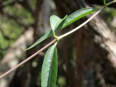 Stomatostemma monteiroae