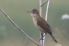 Acrocephalus orientalis