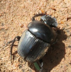 Scarabaeus rusticus