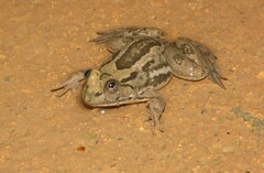 Euphlyctis hexadactyla