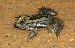 Euphlyctis hexadactyla