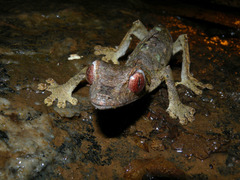 Satanic Leaf-Tailed Gecko photo 3