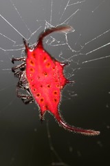 Gasteracantha falcicornis
