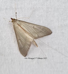 Neadeloides cinerealis