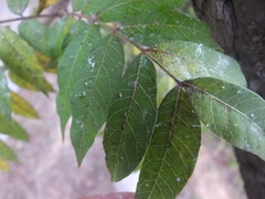 Agonoscena cyphonopistae