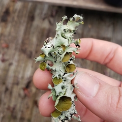 Parmotrema submarginale