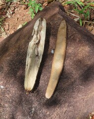Entandrophragma caudatum