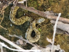 Gloydius ussuriensis