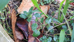 Stemodia verticillata