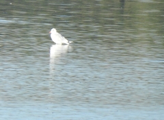 Chroicocephalus maculipennis