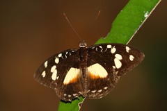 Aterica galene