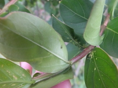 Sarucallis kahawaluokalani