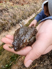 Bufo sachalinensis