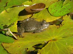 Euphlyctis cyanophlyctis