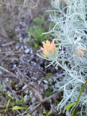 Castilleja hololeuca
