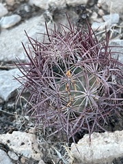 Echinomastus johnsonii