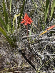 Disa ferruginea