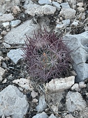 Echinomastus johnsonii