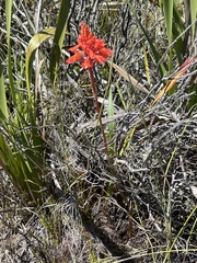 Disa ferruginea
