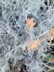 Castilleja hololeuca