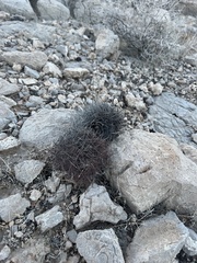 Echinomastus johnsonii