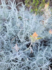 Castilleja hololeuca