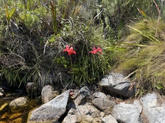 Disa uniflora