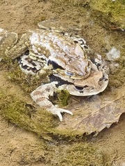 Bufo sachalinensis