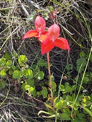 Disa uniflora