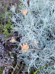 Castilleja hololeuca