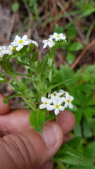 Lithospermum distichum