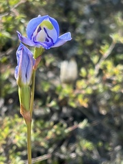 Disa graminifolia