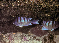 Abudefduf abdominalis