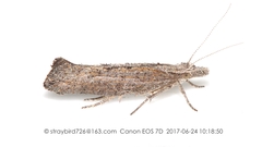 Ypsolopha