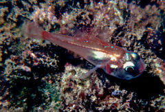 Apogon erythrinus