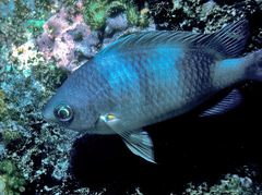 Chromis ovalis