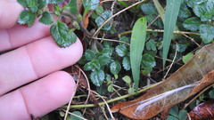 Stemodia verticillata